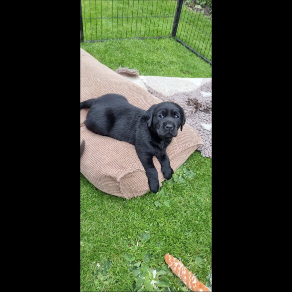 Labrador Retriever - Both
