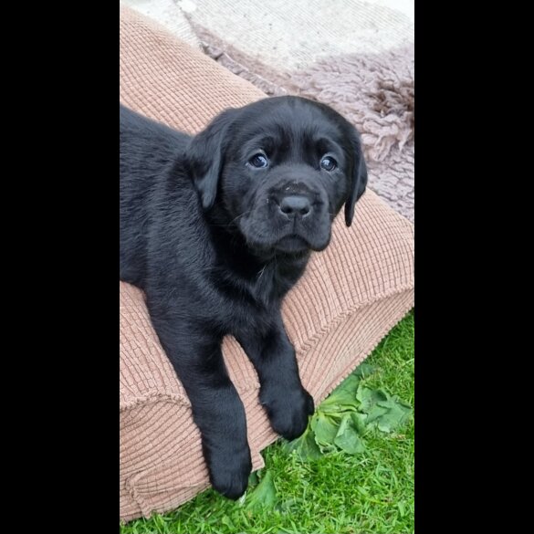 Labrador Retriever - Both