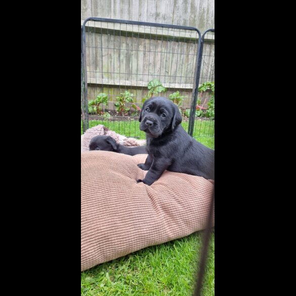 Labrador Retriever - Both