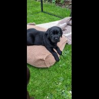 Labrador Retriever - Both