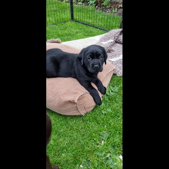 Labrador Retriever - Both