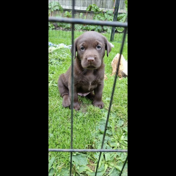 Labrador Retriever - Both