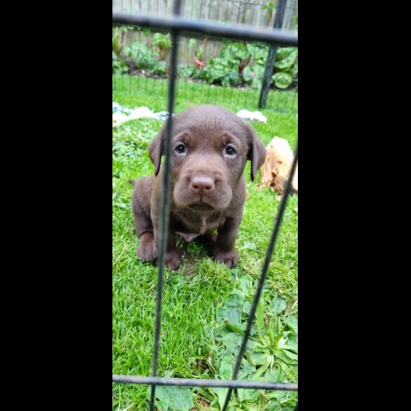 Labrador Retriever - Both