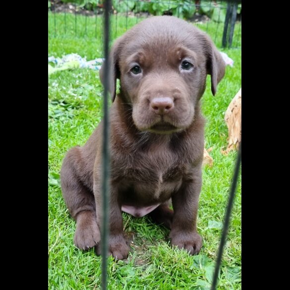 Labrador Retriever - Both