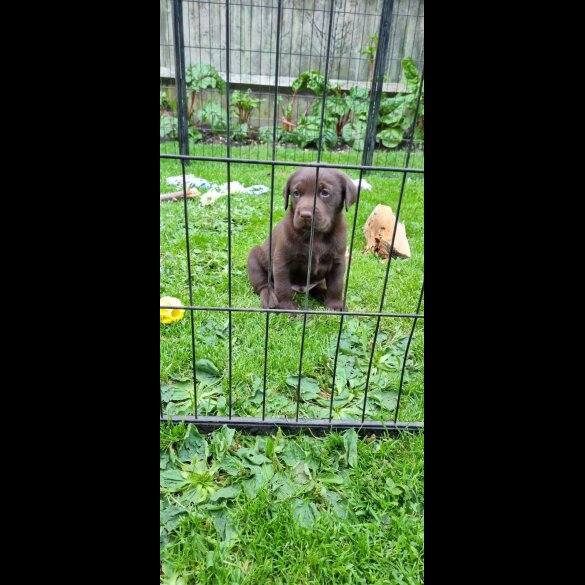 Labrador Retriever - Both