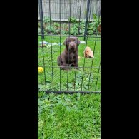Labrador Retriever - Both