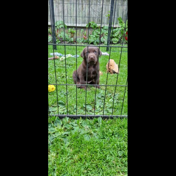 Labrador Retriever - Both