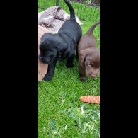 Labrador Retriever - Both