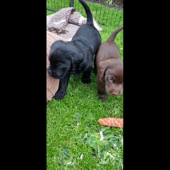 Labrador Retriever - Both