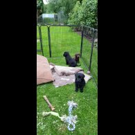 Labrador Retriever - Both