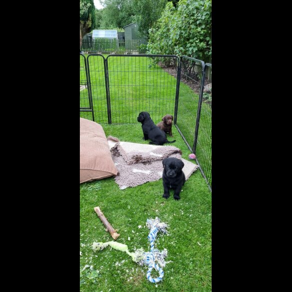 Labrador Retriever - Both