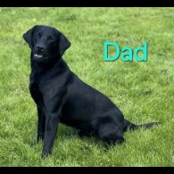 Labrador Retriever - Both