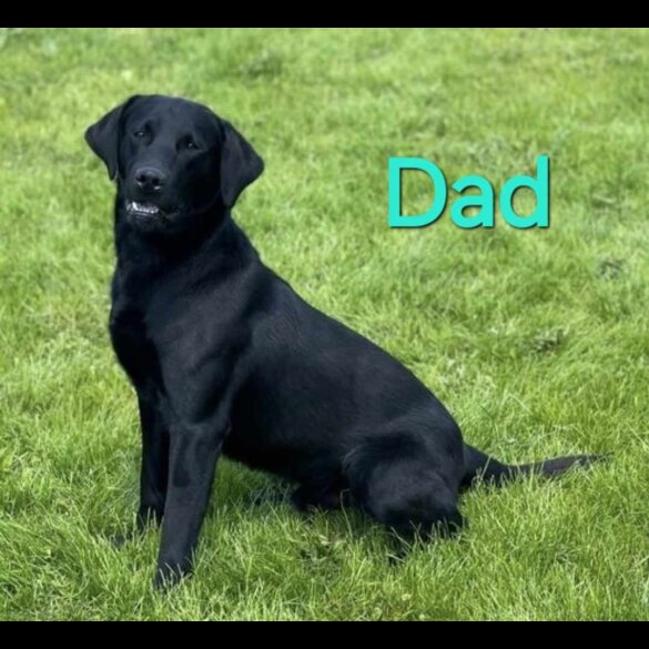 Labrador Retriever - Both