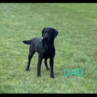 Labrador Retriever - Both