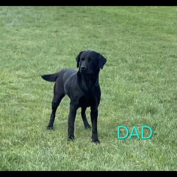 Labrador Retriever - Both