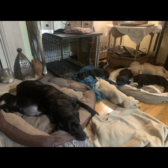 Labrador Retriever - Both
