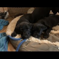 Labrador Retriever - Both