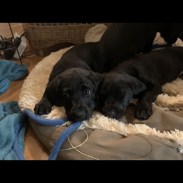 Labrador Retriever - Both