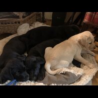 Labrador Retriever - Both