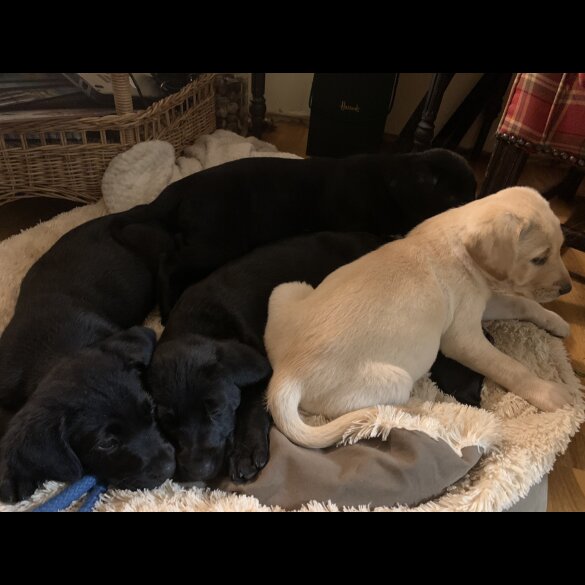 Labrador Retriever - Both