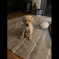 Labrador Retriever - Both