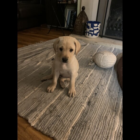 Labrador Retriever - Both