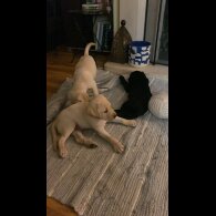 Labrador Retriever - Both