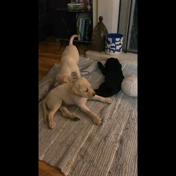 Labrador Retriever - Both