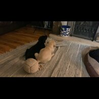 Labrador Retriever - Both