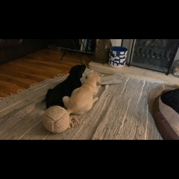 Labrador Retriever - Both