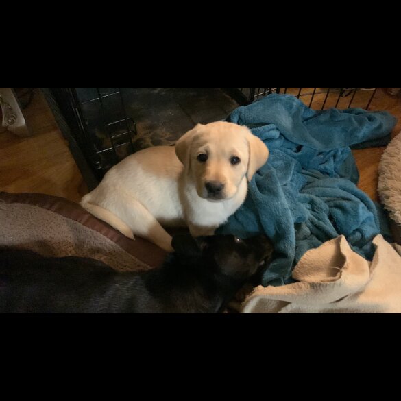 Labrador Retriever - Both