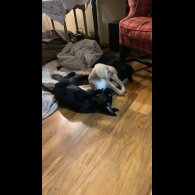 Labrador Retriever - Both