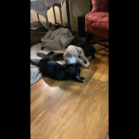 Labrador Retriever - Both