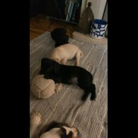 Labrador Retriever - Both