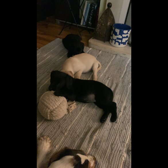 Labrador Retriever - Both