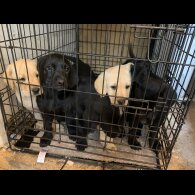 Labrador Retriever - Both
