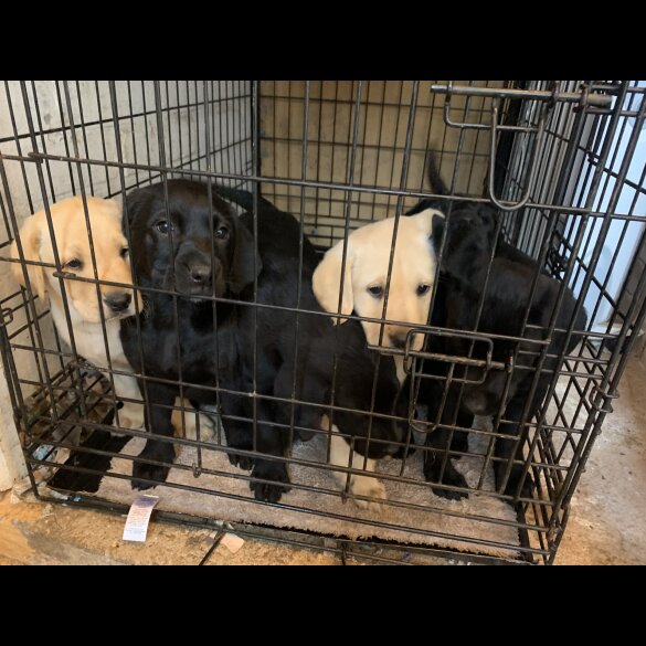 Labrador Retriever - Both