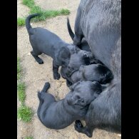 Labrador Retriever - Both
