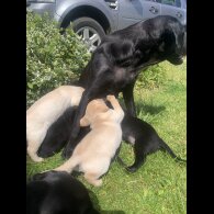Labrador Retriever - Both