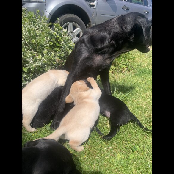 Labrador Retriever - Both