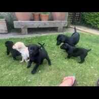 Labrador Retriever - Both