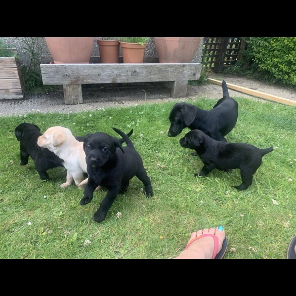 Labrador Retriever - Both