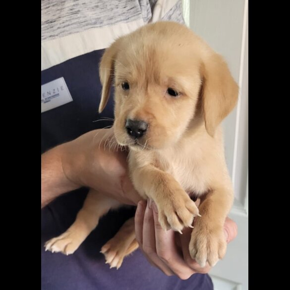 Labrador Retriever - Both