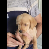 Labrador Retriever - Both