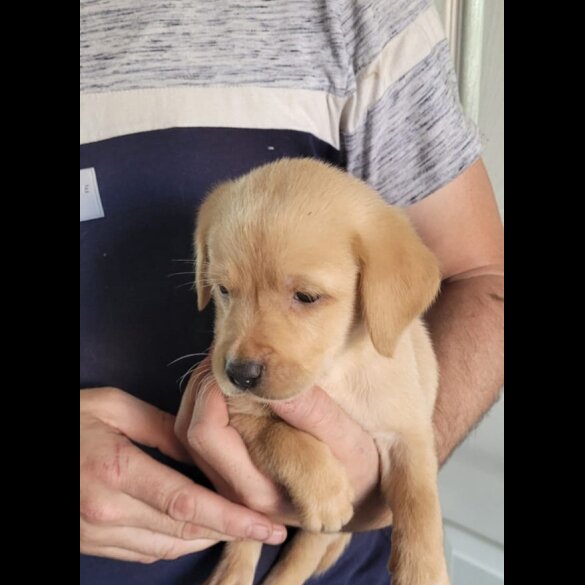 Labrador Retriever - Both