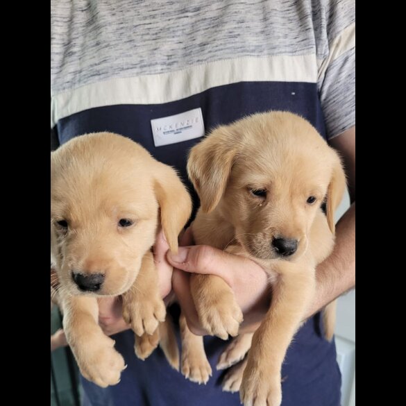 Labrador Retriever - Both
