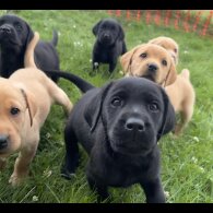 Labrador Retriever - Both