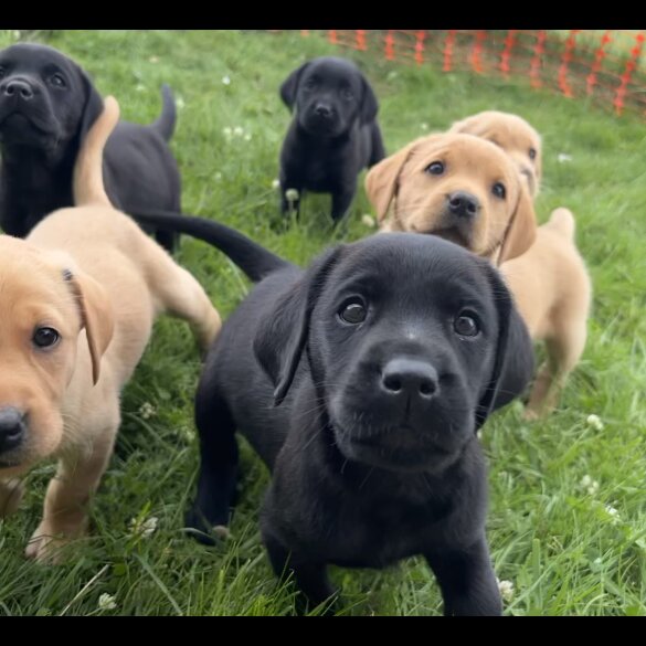 Labrador Retriever - Both