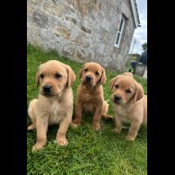 Labrador Retriever - Both