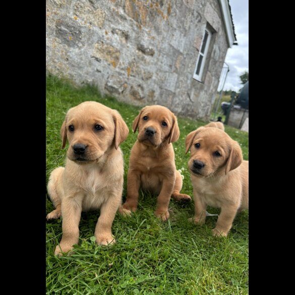 Labrador Retriever - Both